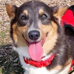 American Corgis from Blooming Blue Kennels