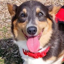 American Corgis from Blooming Blue Kennels
