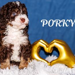 Porky - Brown and white male Bernedoodle puppy in Gilbert, Arizona from Safe Havynn Doodles