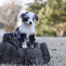 Willow - Miniature Australian Shepherd puppy from Triple Lake Ranch Miniature Australian Shepherds