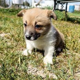 Camellia - Sable female Pembroke Welsh Corgi puppy in Pahrump, Nevada from Desert Sunset Pembroke Welsh Corgis