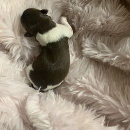 Girl 4 - Chocolate and white Teddy Roosevelt Terrier puppy in Robards, Kentucky from Dream Tree Kennel