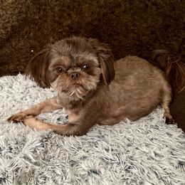Penny - Shih Tzu