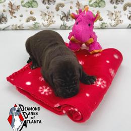 MoonDancer - Black female Great Dane puppy in Woodstock, Georgia from Diamond Danes of Atlanta
