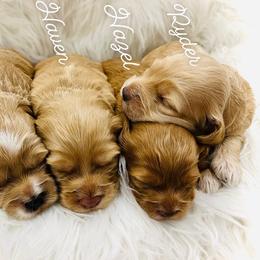 Cockapoo Puppies from Rainbow Cockapoos