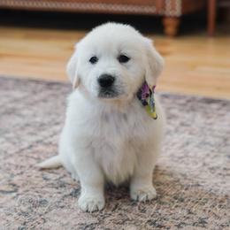 Miss Wildflower - Light golden female Golden Retriever puppy in Bedford, Indiana from Indiana Goldens
