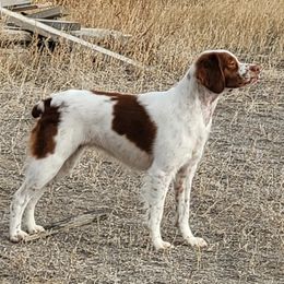Willow - Brittany