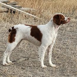 Willow - Brittany