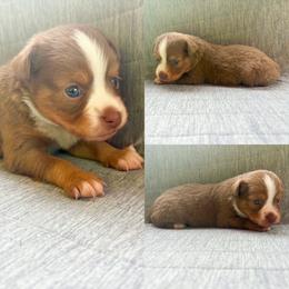 Red tri female - Red tri female Toy Australian Shepherd puppy in Brooker, Florida from Honey, I Shrunk the Aussies