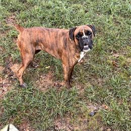 Bae - Boxer