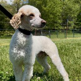 Prince - Parti male Poodle puppy in Kentucky from Deerly Poodles