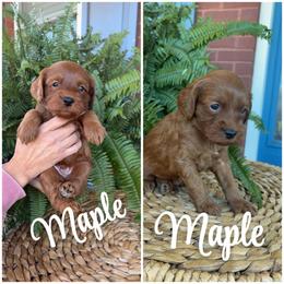 Maple - Red  male Goldendoodle puppy in Trenton, Tennessee from Pickard’s country Golden doodles