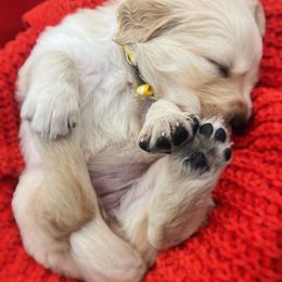 Golden Retriever Puppies from Great Lakes Golden Retreivers