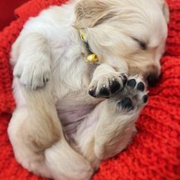 Golden Retriever Puppies from Great Lakes Golden Retreivers