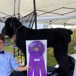 Susanna - Giant Schnauzer