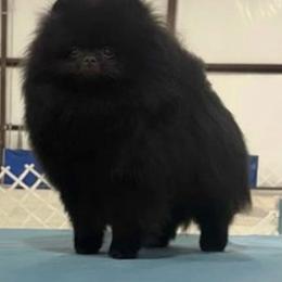 Opal - Pomeranian