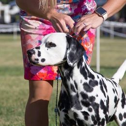 Cash - Dalmatian