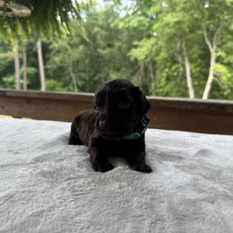 Teal Collar - Chocolate female Boykin Spaniel puppy in Comer, Georgia from Weavers Kennels