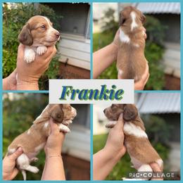Frankie - Cream male Dachshund puppy in Wichita Falls, Texas from Long Dogs in The Falls