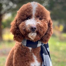 Nori - Poodle
