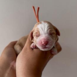 Spud - Caramel male Australian Labradoodle puppy in Belding, Michigan from Rutu Australian Labradoodles