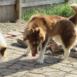 Siberian Husky Puppies from Arctic Circle Kennels