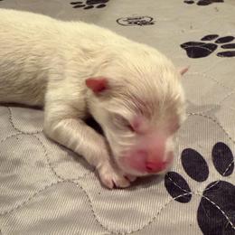 Gus McCrae - White male Pomsky puppy in Blue Earth, Minnesota from Blue Sky Pomsky