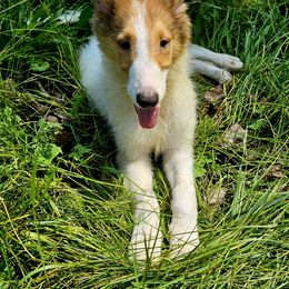 Collie Puppies from Magnificent Collies