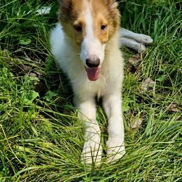 Collie Puppies from Magnificent Collies