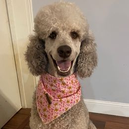 Mason - Poodle