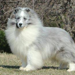 Shetland Sheepdogs from Conestoga Shelties