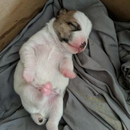 Browny - Tri-colored male Parson Russell Terrier puppy in Phelan, California from Elite Parson Russells