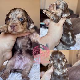 Derek - Dapple male Dachshund puppy in Hornbeck, Louisiana from A&Z Mini Dachshunds