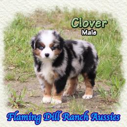 Clover - Blue merle male Toy Australian Shepherd puppy in Forestburg, Texas from Flaming Dill Ranch Aussies