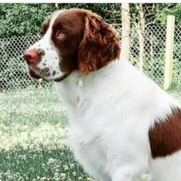 Rocky - English Springer Spaniel