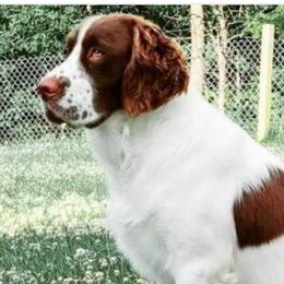 Rocky - English Springer Spaniel