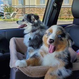 Miniature Australian Shepherd Puppies from Ice Blue Aussies