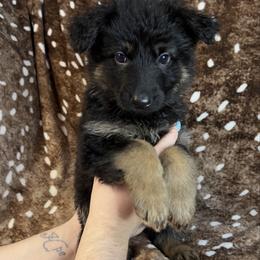 Orange color - Bi-color female German Shepherd puppy in Marion, Ohio from Legacy K9’s