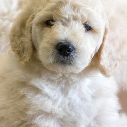 Poodle Puppies from Tamarack Poodles