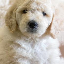 Poodle Puppies from Tamarack Poodles