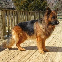 German Shepherd Puppies from Ocoee Valley German Shepherd Dogs