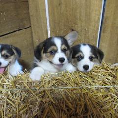 Pembroke Welsh Corgi Puppies from Cross Country Corgis