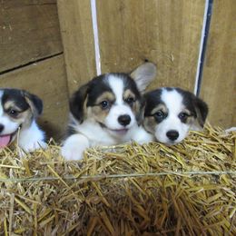 Pembroke Welsh Corgi Puppies from Cross Country Corgis