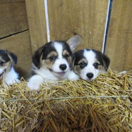 Pembroke Welsh Corgi Puppies from Cross Country Corgis