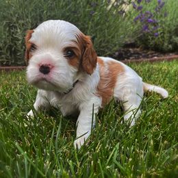 Cavalier King Charles Spaniel Puppies from Ellas.Pups