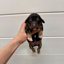 Kevin - Black tri-color male Aussiedoodle puppy in Heber City, Utah from Junipersdoodles