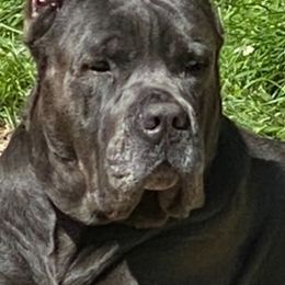 Maximus Titus I - Cane Corso