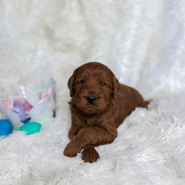 Patrick - Red  male Goldendoodle puppy in Reeds Spring, Missouri from As Good As Goldendoodles and more