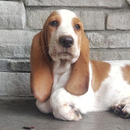 Trisha - Red and white female Basset Hound puppy in Newton Grove, North Carolina from MGA Basset Hound