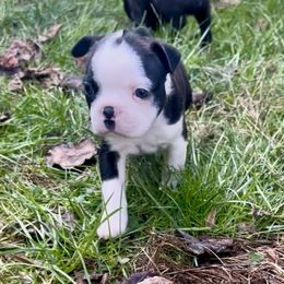 Flounder - Black brindle and white male Boston Terrier puppy in London, Kentucky from Antjie Boston